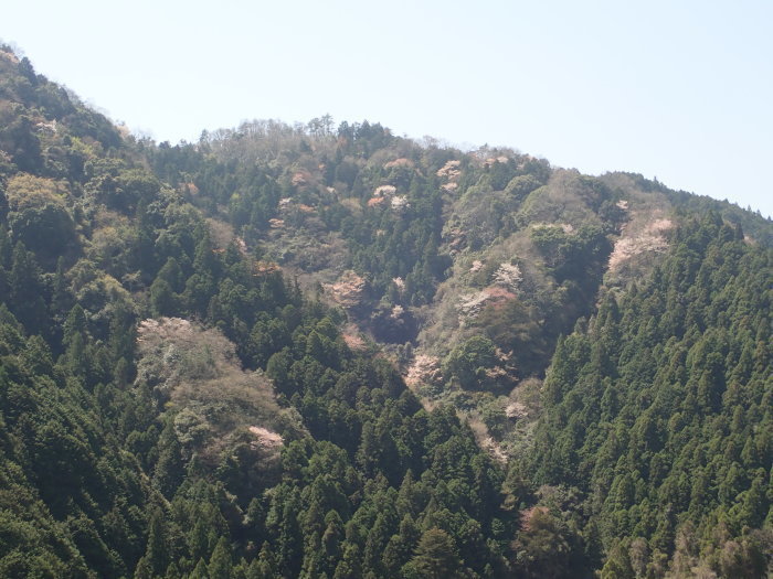 五日市の山桜_c0116915_00581199.jpg