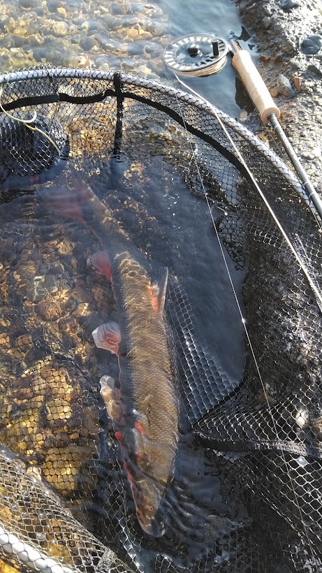 4 8 Fry 近所の川へフライフィッシングでマルタ釣りに行ってきました Ltl横田征巳 Fly Shop Loop To Loop Blog 4 8 Fry 近所の川へフライフィッシングでマルタ釣りに行ってきました Ltl横田征巳 Fly Shop Loop To Loop Blog