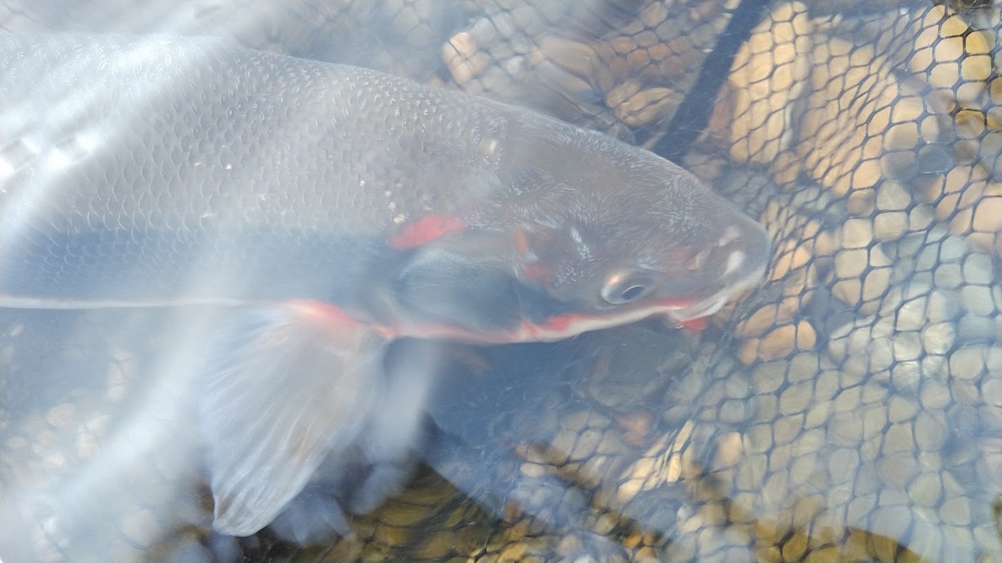 4 8 Fry 近所の川へフライフィッシングでマルタ釣りに行ってきました Ltl横田征巳 Fly Shop Loop To Loop Blog 4 8 Fry 近所の川へフライフィッシングでマルタ釣りに行ってきました Ltl横田征巳 Fly Shop Loop To Loop Blog