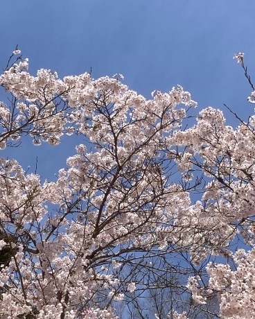 桜の季節_b0097747_10582758.jpg