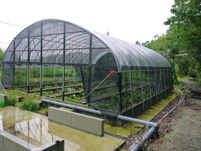清流が育てる『若木生姜』の新生姜の11月の販売に向け、植付けの様子を現地取材!_a0254656_17224655.jpg