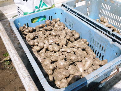 清流が育てる『若木生姜』の新生姜の11月の販売に向け、植付けの様子を現地取材!_a0254656_17524449.jpg