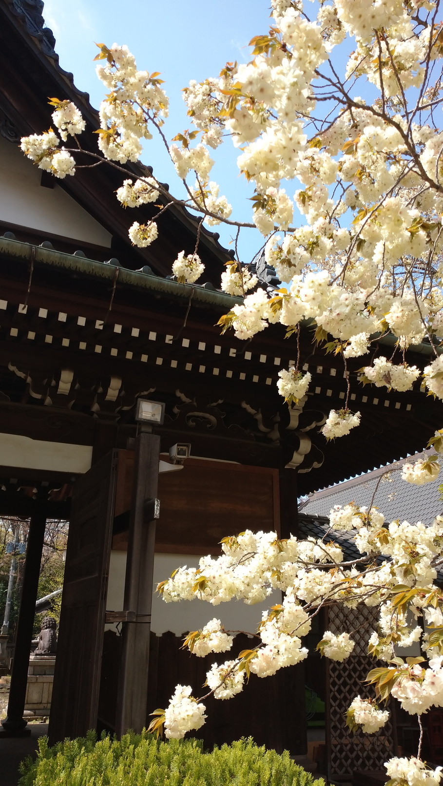 薄翠色の鬱金の桜を世田谷観音にみる : 鴎庵 薄翠色の鬱金の桜を世田谷観音にみる : 鴎庵