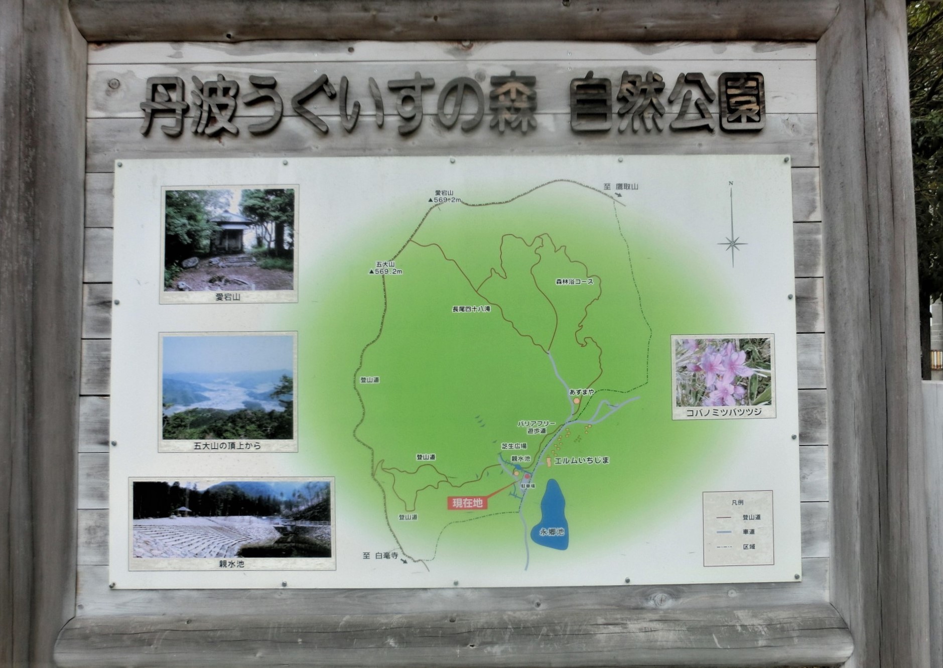 No544　咲き始めたヒカゲツツジの兵庫五大山_b0185573_05190053.jpg