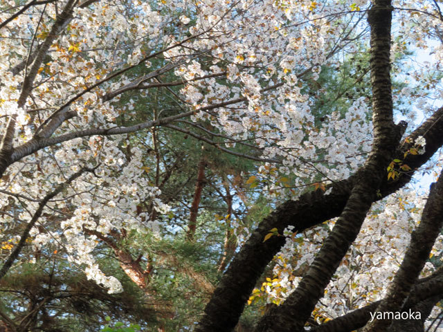 芽吹きをぬけて散る花の世界へ。。。_f0071480_21330592.jpg