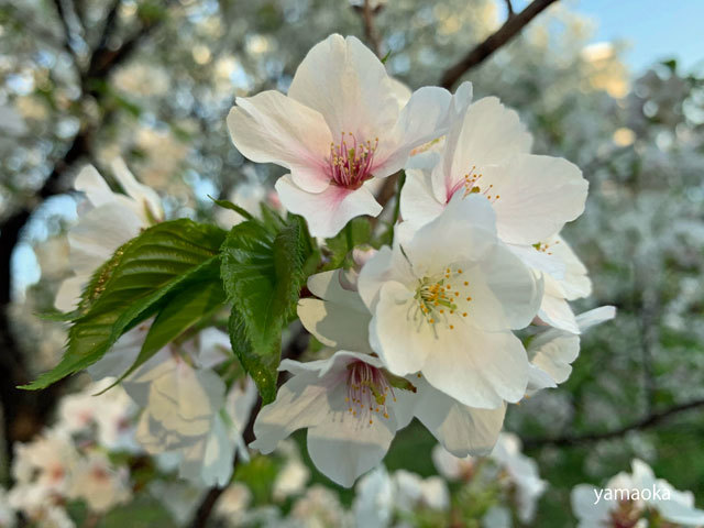 芽吹きをぬけて散る花の世界へ。。。_f0071480_21332943.jpg