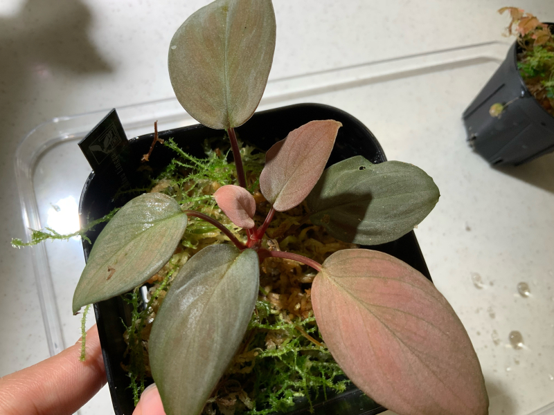 ホマロメナ【Homalomena sp. 