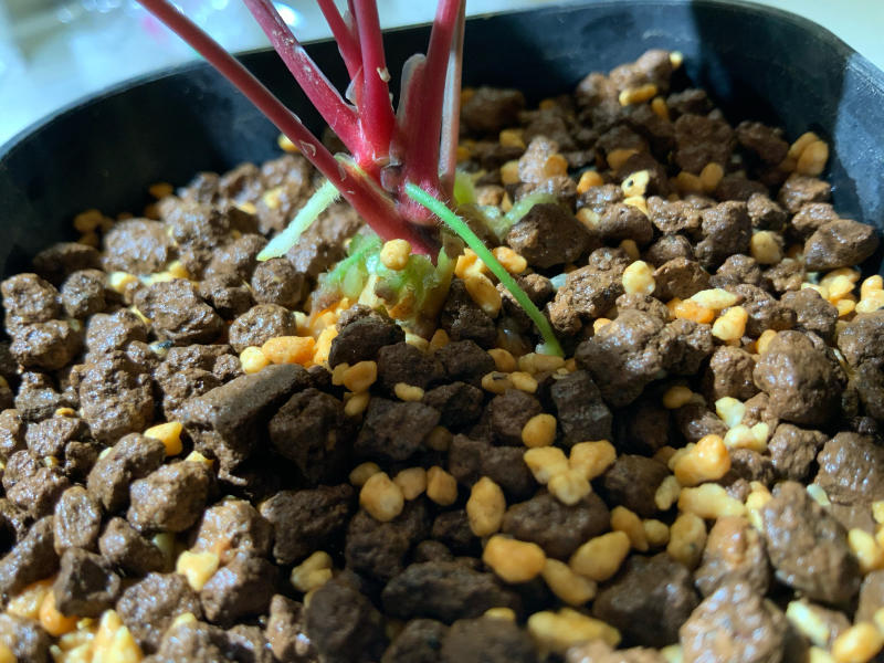 ホマロメナ【Homalomena sp. 