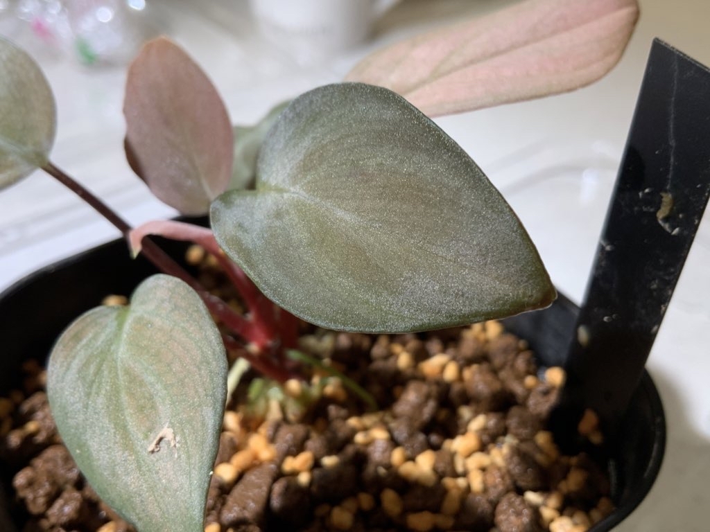 Homalomena sp. Silver ホマロメナ ペタホマ Homalomena sp. 'ペタ銀'選抜 ホマロメナ パルダリウム - メルカリ