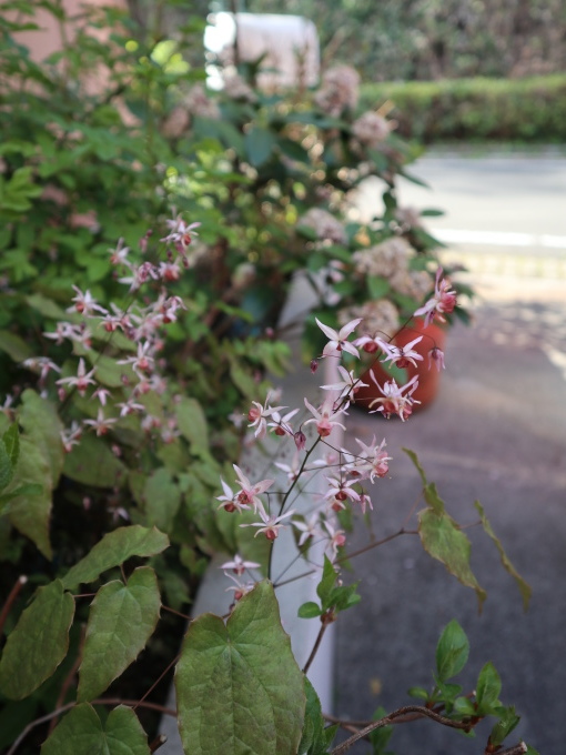 たまには書こう自分の庭･････シューンベリーの季節_b0331802_23310569.jpg