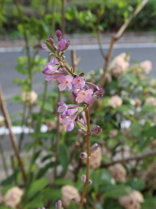 たまには書こう自分の庭･････シューンベリーの季節_b0331802_23350401.jpg