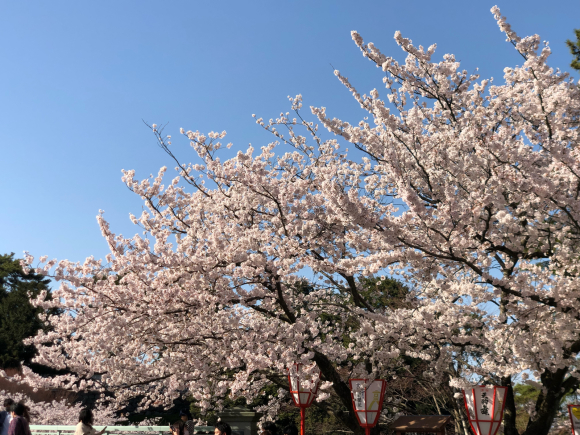 桜が満開　_c0239414_06044944.jpg