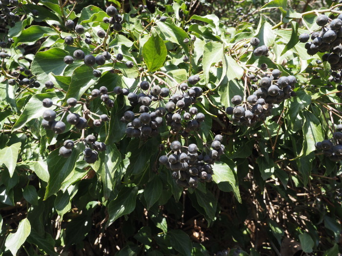 湯来町菅沢の黒谷_c0116915_00325612.jpg