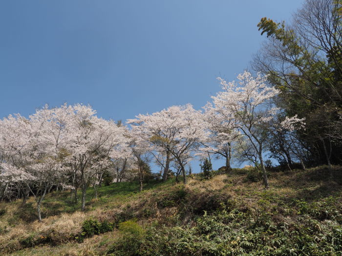 大森神社の向いの桜山_c0116915_23481570.jpg