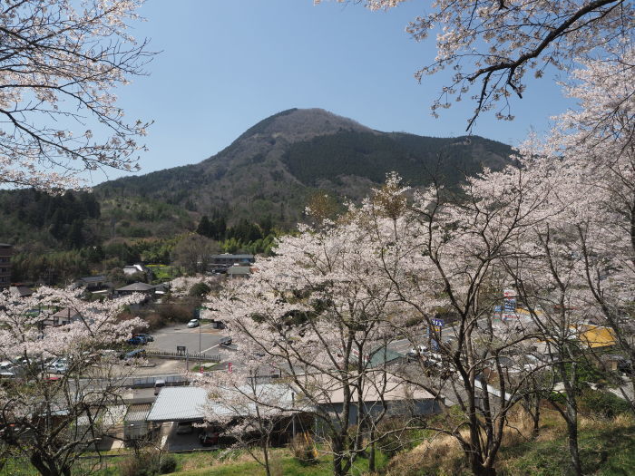 大森神社の向いの桜山_c0116915_23490180.jpg
