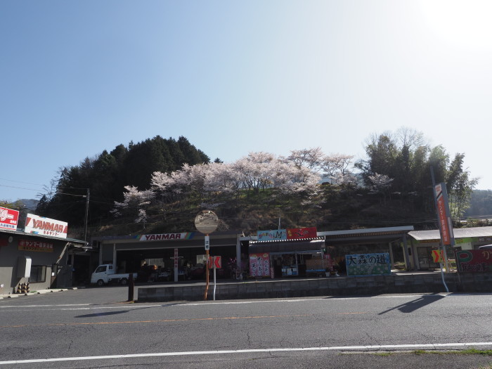 大森神社の向いの桜山_c0116915_23494141.jpg