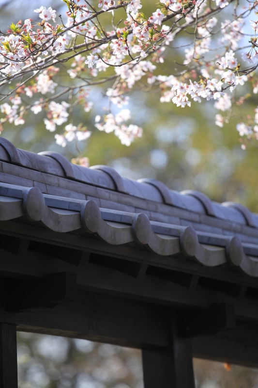 桜舞う!(長瀞編)_f0220915_16473305.jpg