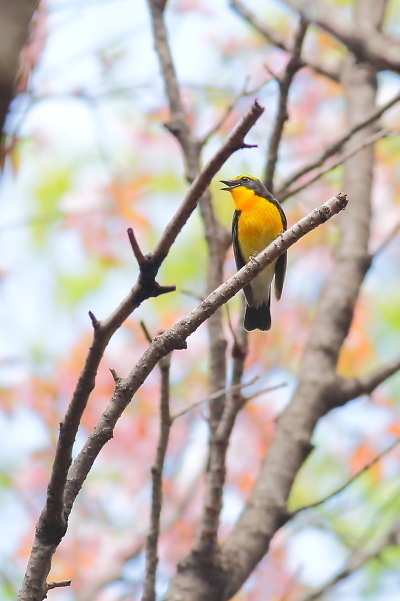 遅咲きの桜にキビタキが来た_e0413627_16425792.jpg