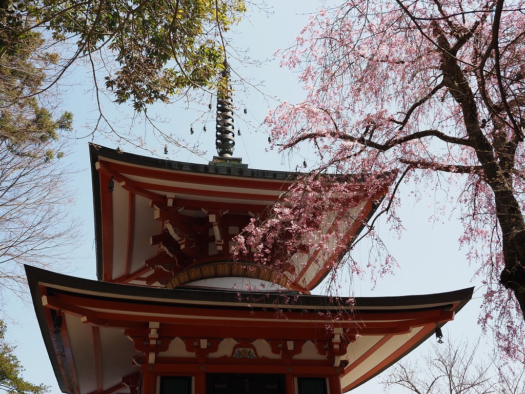 鞍馬天狗_e0374932_16221889.jpg