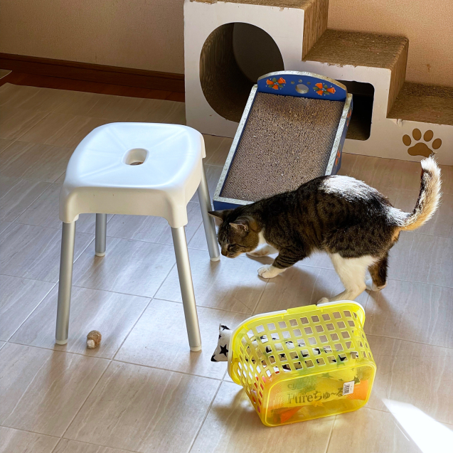 復活してきたよ!_d0355333_08261135.jpg