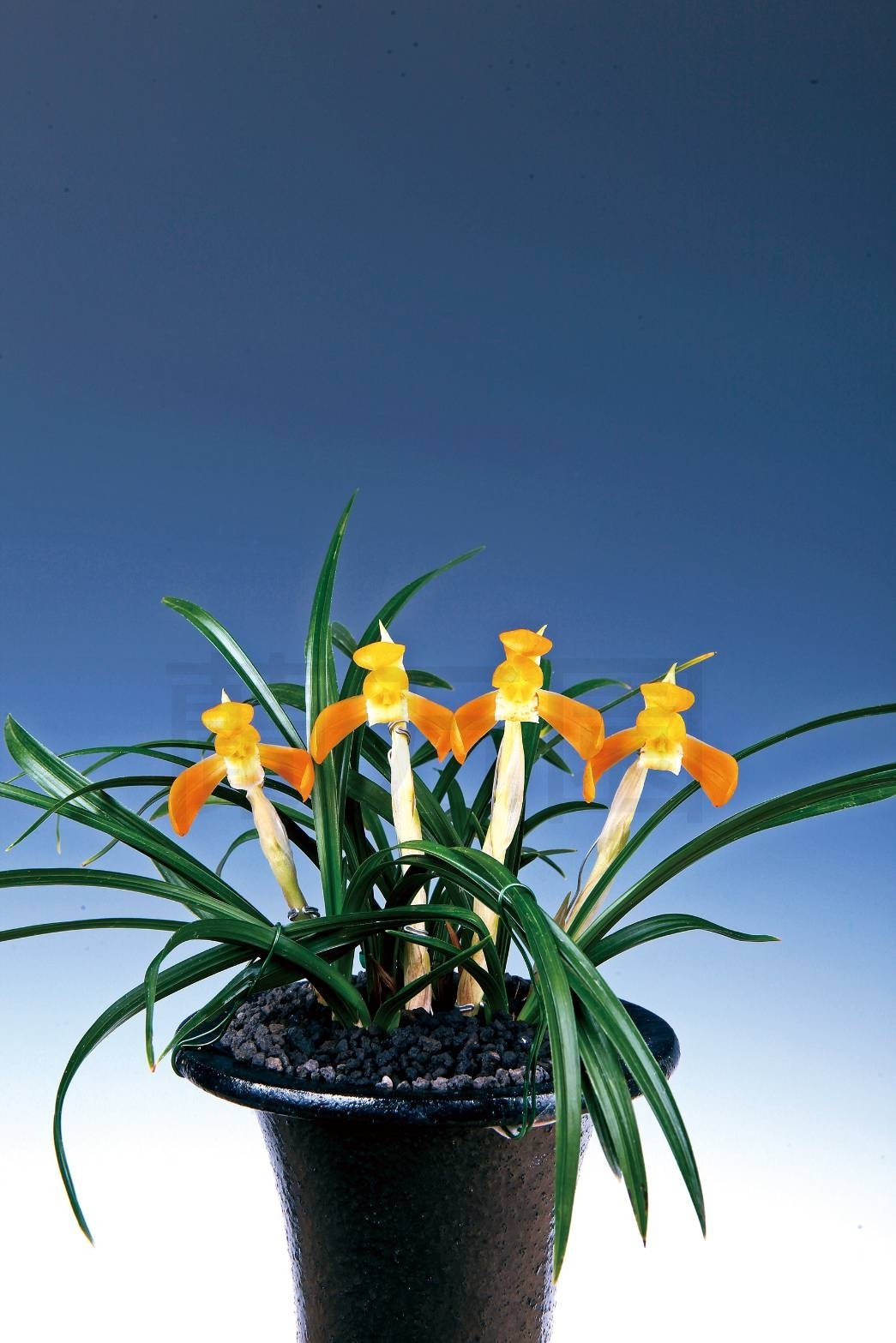 ★韓国春蘭　高級品「正宗」極黄中押し縞　最上木新木前々３本立★春蘭寒蘭富貴蘭山野草 ☆韓国春蘭 最高品「大皇」黄中透け縞中上木 新木前々３本立☆春蘭寒蘭