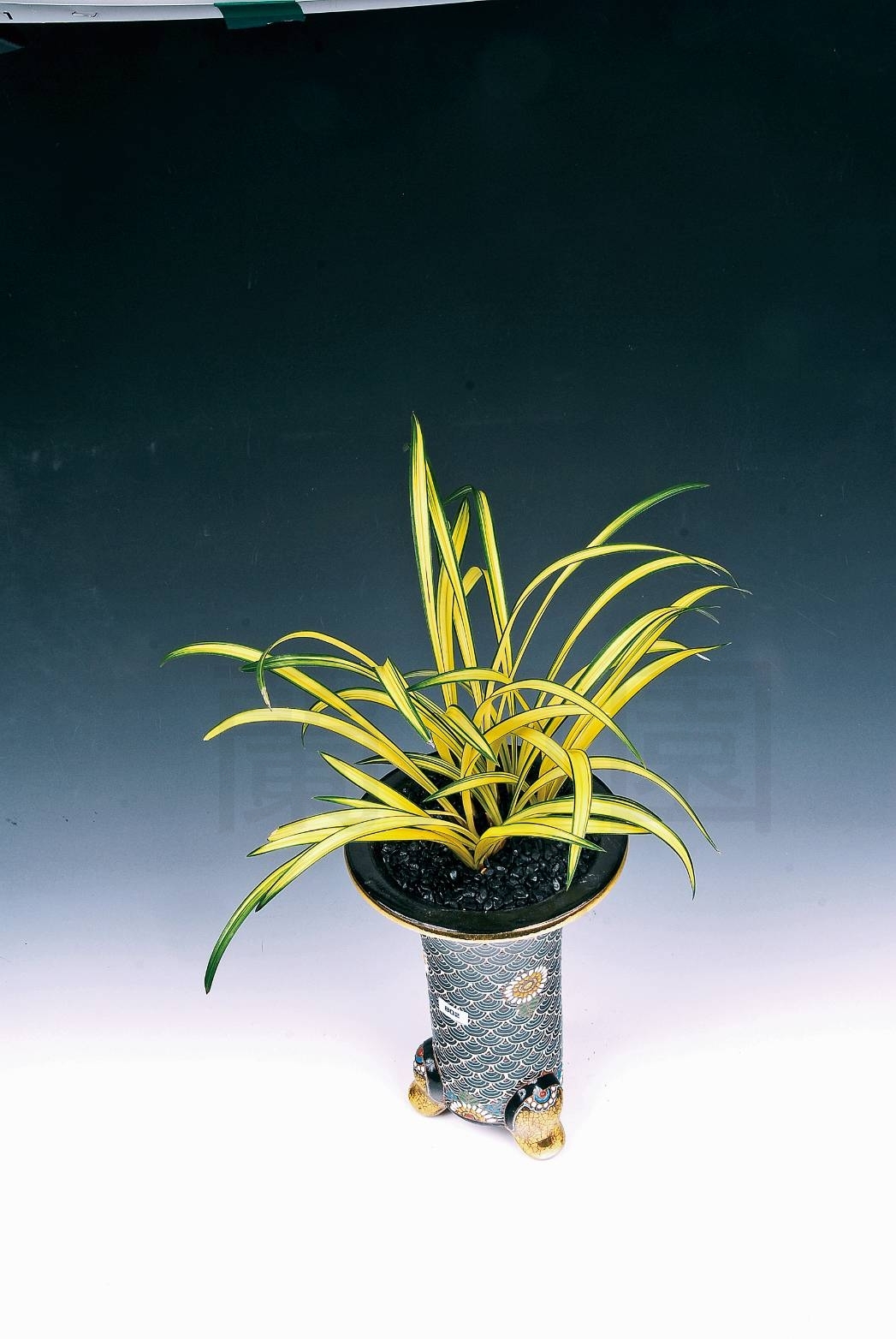 蘭万園韓国春蘭 縞花素心「縞花素心(イ)」 中上木 3本立 //春蘭、寒蘭