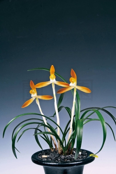 春蘭　韓国春蘭　栄光No.1 日本春蘭 春光 大雪嶺の中透けです。 #蘭 #東洋蘭 #春蘭 #日本