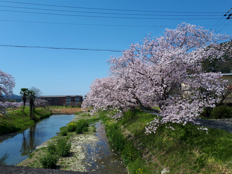 お花見とパン_d0049238_22163288.jpg