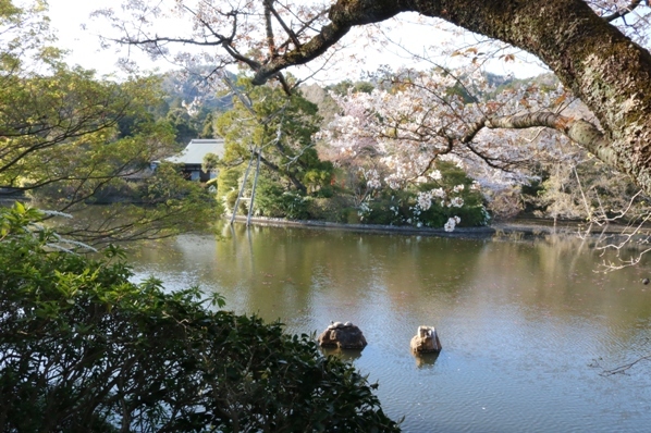 春の遠足　その２　東本願寺　金閣寺　龍安寺_f0368538_15453944.jpg