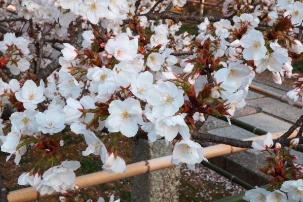 春の遠足　その３　仁和寺　朝のお勤めと御室桜_f0368538_16244691.jpg