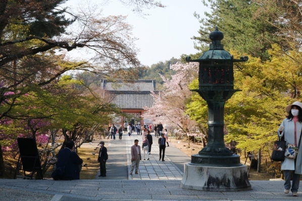 春の遠足　その３　仁和寺　朝のお勤めと御室桜_f0368538_16280014.jpg