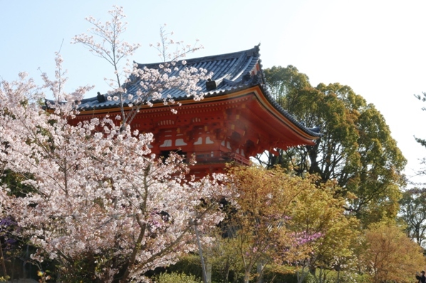 春の遠足　その３　仁和寺　朝のお勤めと御室桜_f0368538_16283397.jpg