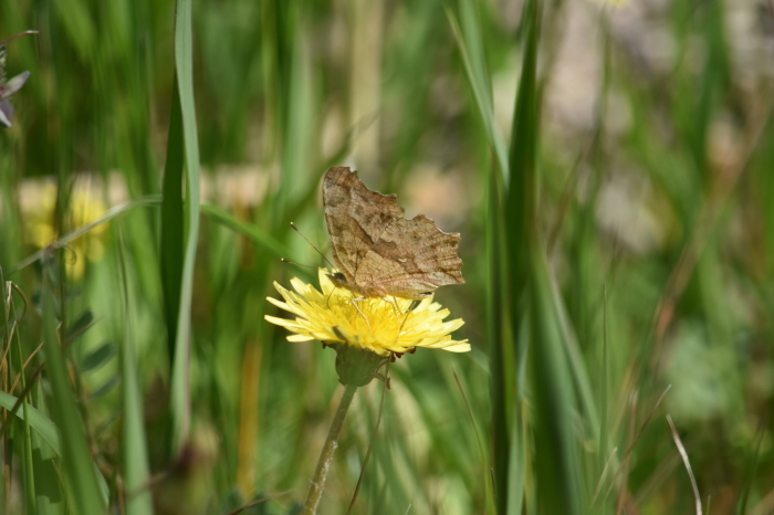 ツマキチョウ　4月10日_d0254540_16490431.jpg
