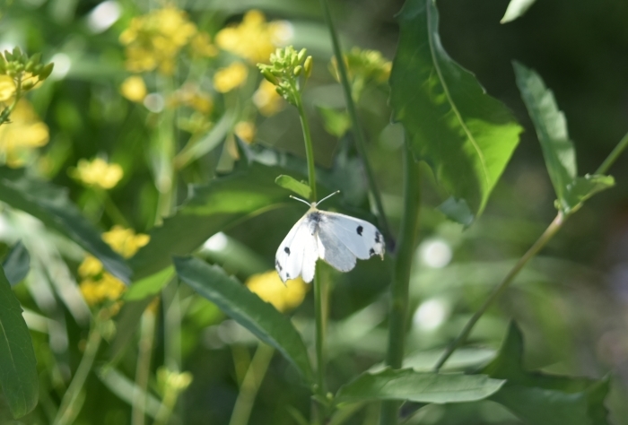 ツマキチョウ　4月10日_d0254540_17511780.jpg