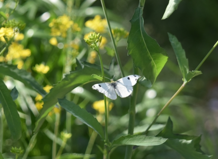 ツマキチョウ　4月10日_d0254540_17512855.jpg