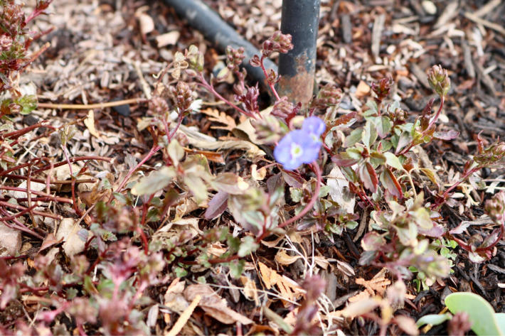 ベロニカオックスフォードブルー My Small Garden Sugar Plum ベロニカオックスフォードブルー My Small Garden Sugar Plum