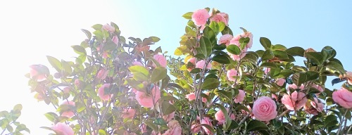 ブログ俳諧鑑賞: 高屋窓秋の「白い夏野」(一～)
