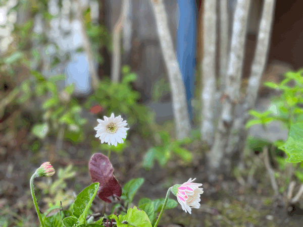 ガーデンガーベラ ガルビネア 宮崎の花屋 アナーセン