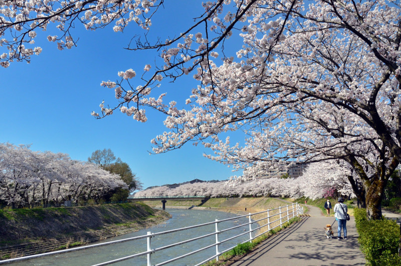 お花見散歩2022_f0393670_12251014.jpg