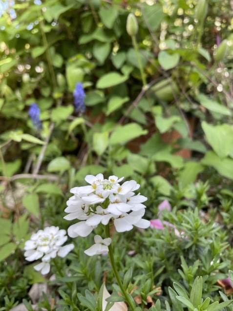 最後の４月。_a0394574_20283068.jpeg