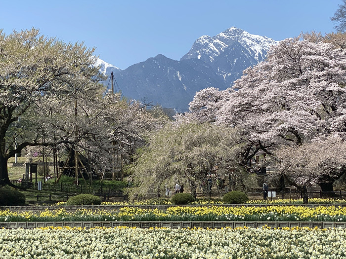 XS1100S 8 一本桜巡り(2/3) 神代桜 真原桜並木 わに塚の桜 : 小生の備忘録