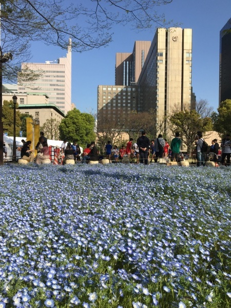 ミッドタウンの花のオブジェと日比谷公園のネモフィラ_b0417696_22065309.jpeg