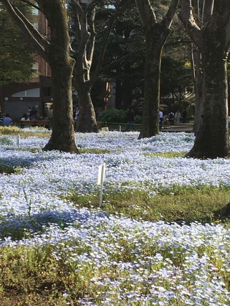 ミッドタウンの花のオブジェと日比谷公園のネモフィラ_b0417696_22072532.jpeg