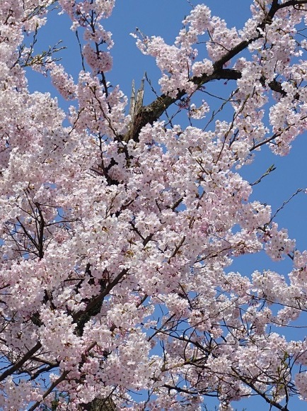 桜が満開ですね_d0235898_11084723.jpg