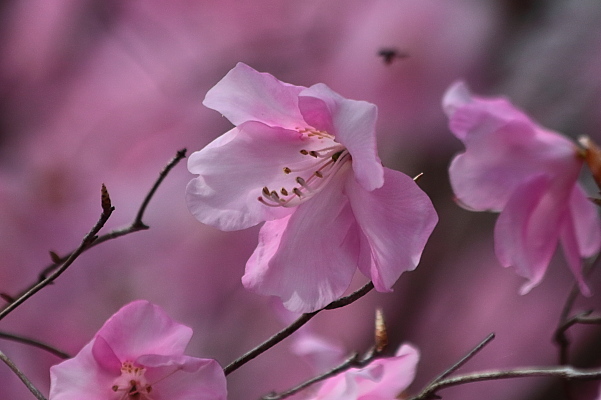 アカヤシオ(赤八汐)_e0413627_17105721.jpg
