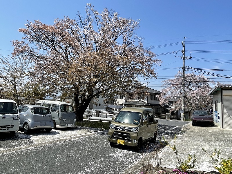 桜吹雪の中津川_f0076731_19004115.jpg