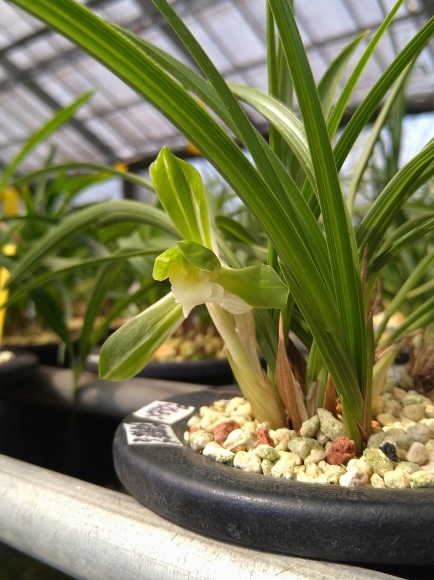 春蘭　韓国春蘭　栄光No.1 日本春蘭 春光 大雪嶺の中透けです。 #蘭 #東洋蘭 #春蘭 #日本