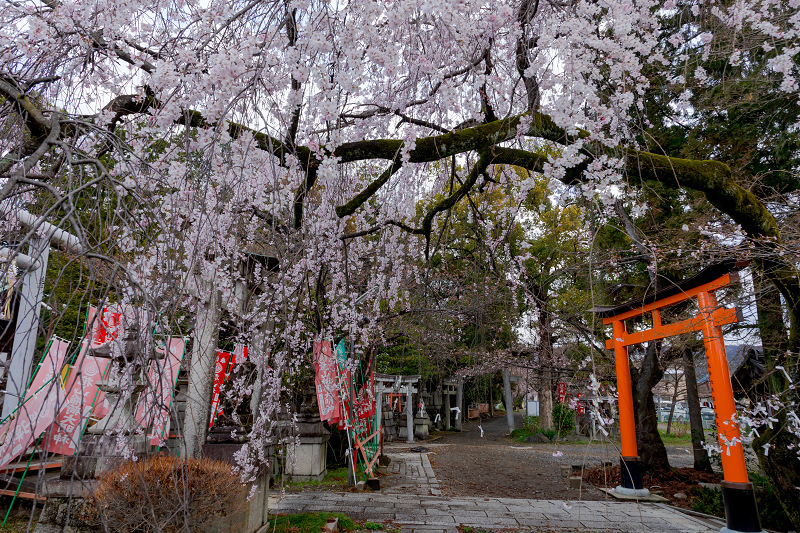 2022桜咲く京都　花山稲荷神社のおゆき桜_f0155048_23011292.jpg