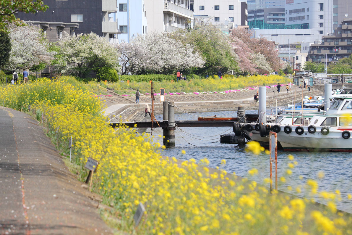 しながわ花海道 写真の記憶