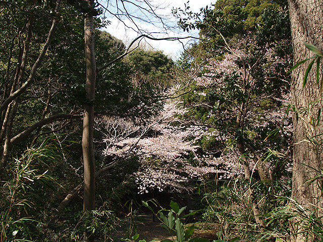 まったりこじんまりな自然と眺望、桜･･･　東金市・山王台公園（2022/4/9）_b0006870_17274845.jpg